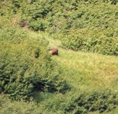 Moose on Other Ridge